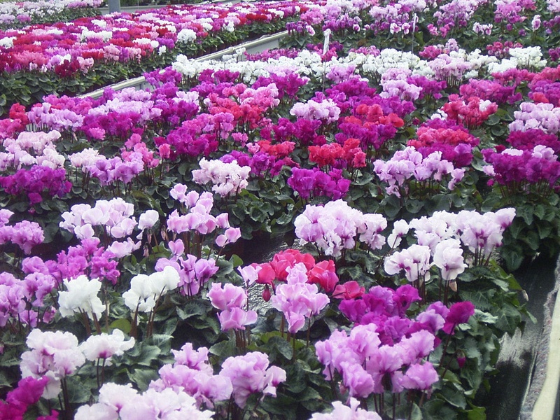 Cyclamen