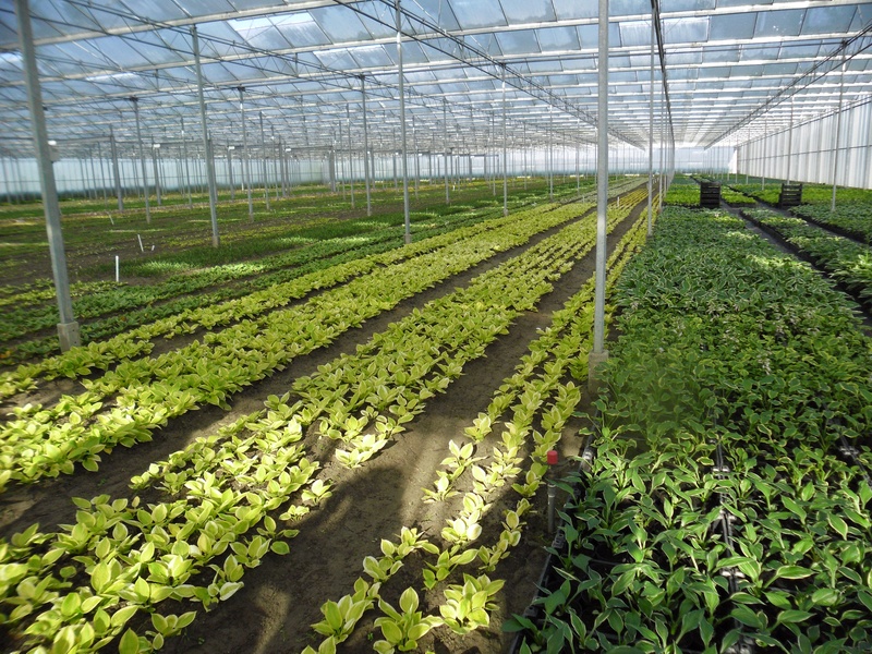 Hosta im Gewächshaus