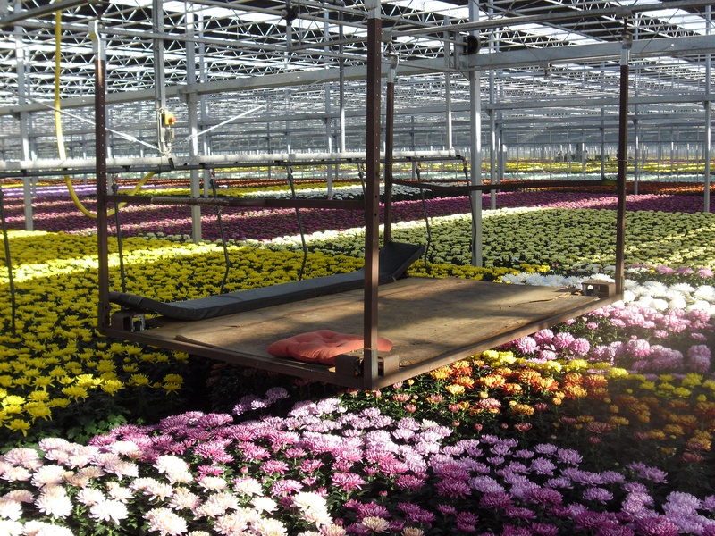 Chrysanthemen