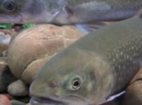 Fisch