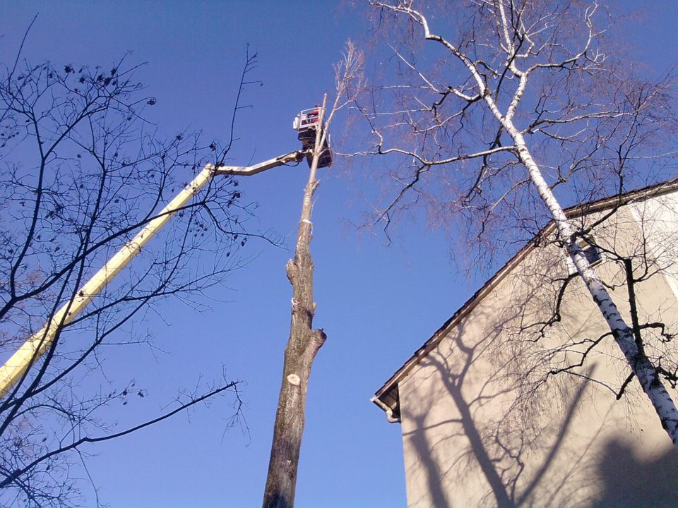 Im Baum